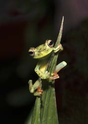 Red-webbed Leaf Frog