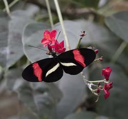 Red_Postman_Butterfly