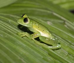 Reticulated Glass Frog