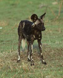 Wild African Dog